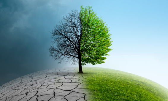 Climate change tree 566x342