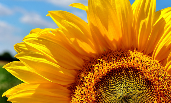 Different sunflower