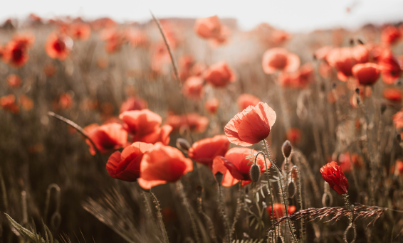 Poppy field