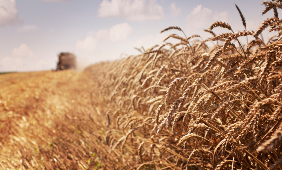 Harvest 566x342