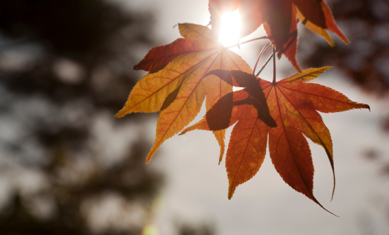 Autumn 566x342