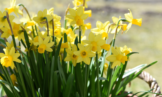Spring 566x342