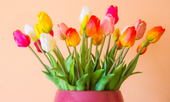 Tulips 566x342