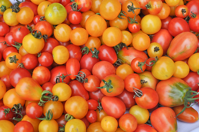 Abundance of tomatoes