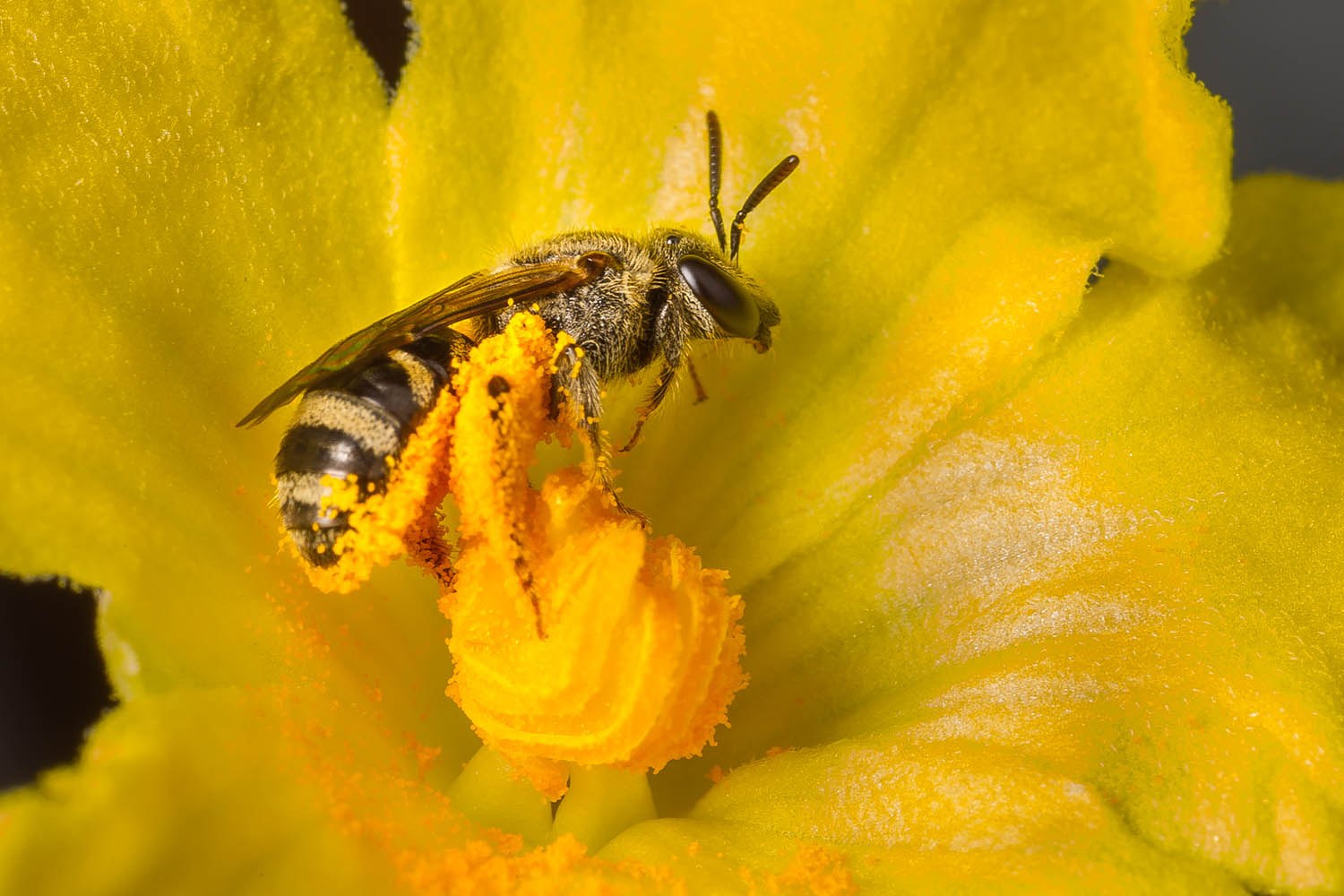 Bee gathering pollen