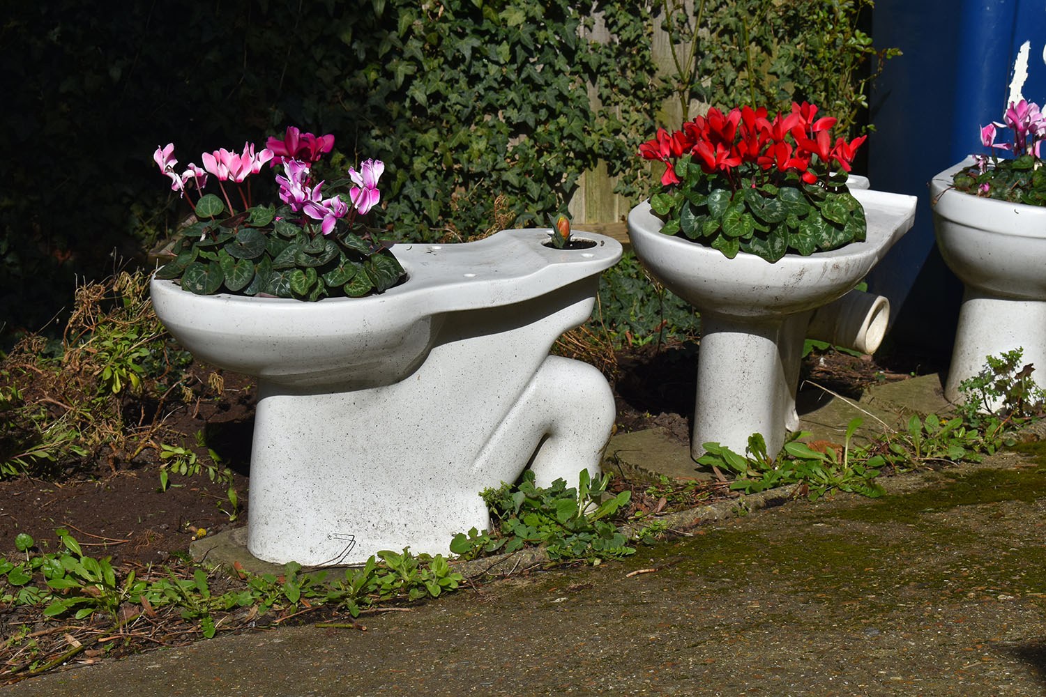 Begonias in loo planters