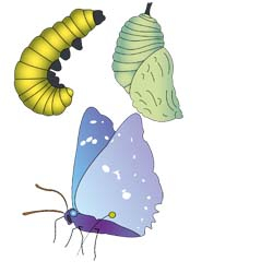 Butterfly stages