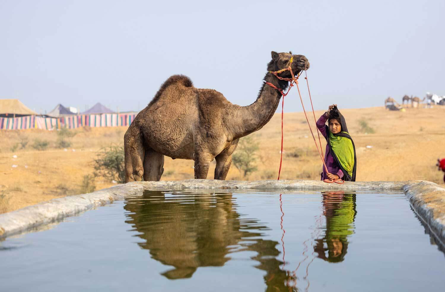 Camel at pushkar well