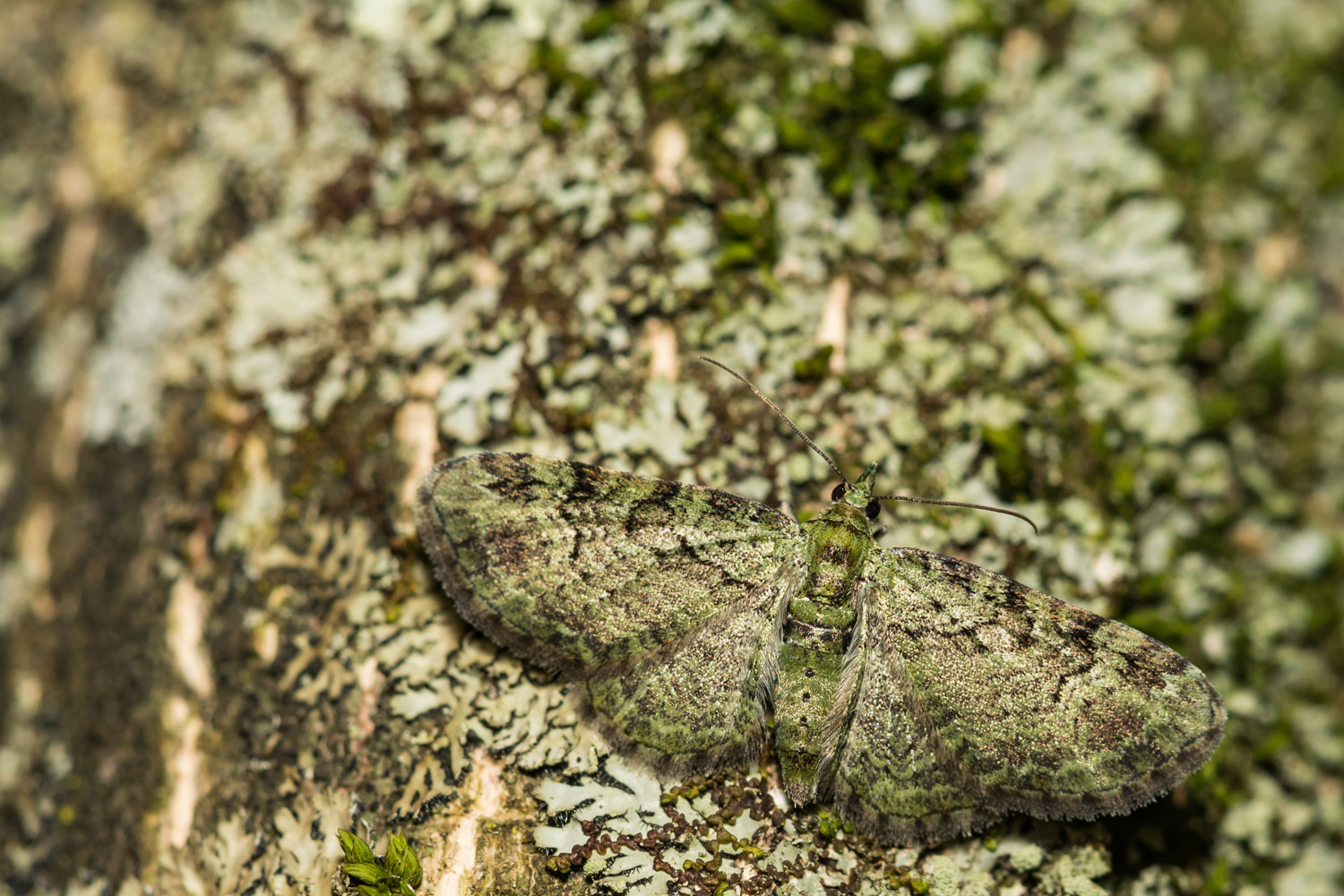 Camouflaged green pug moth