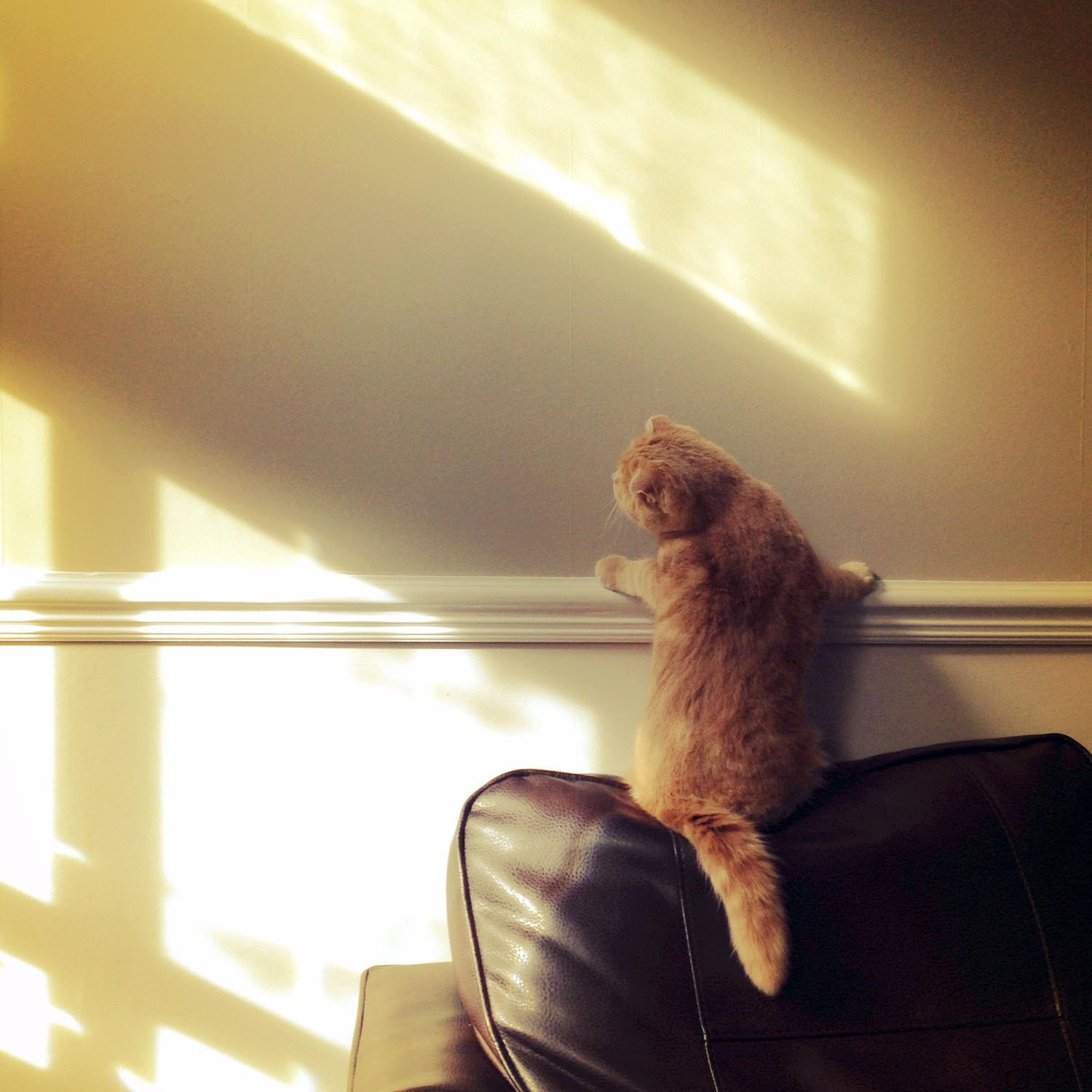 Cat chasing light