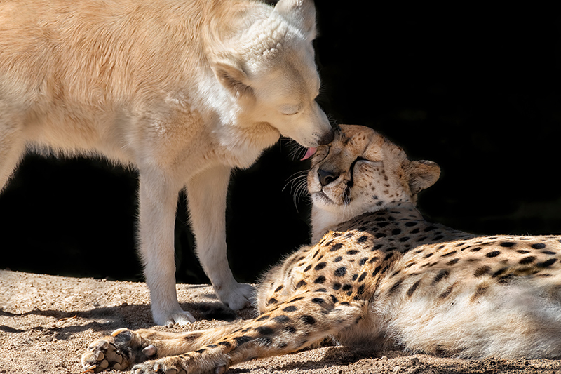 Cheetah retriever unlikely friends