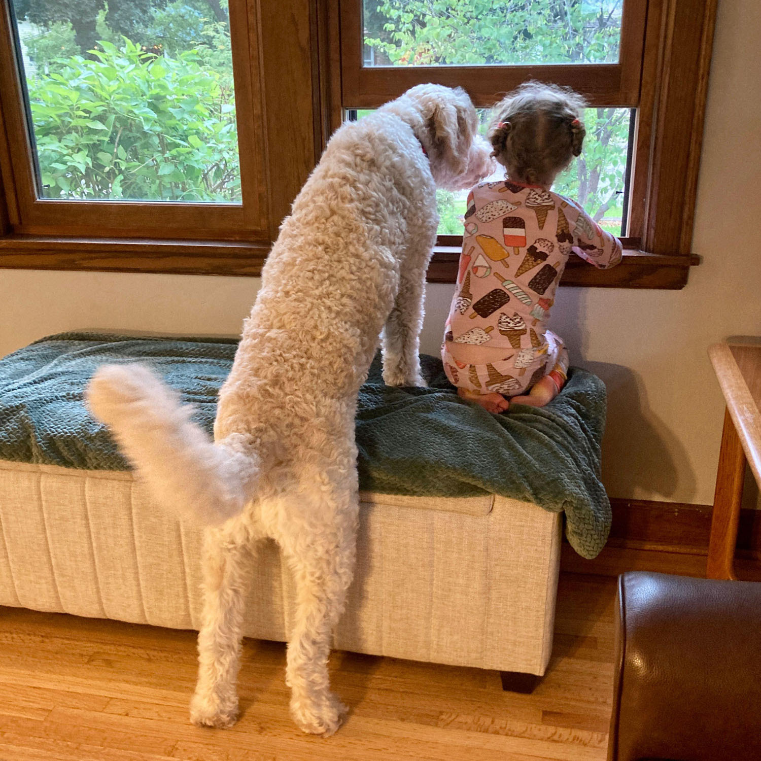 Child dog at window