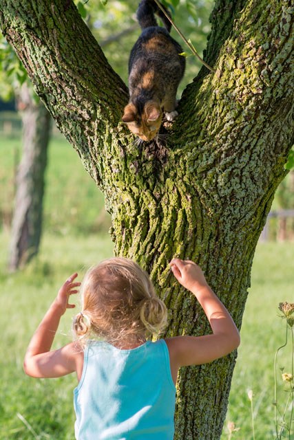 Coaxing the cat