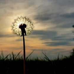 Dandelion clock 250px