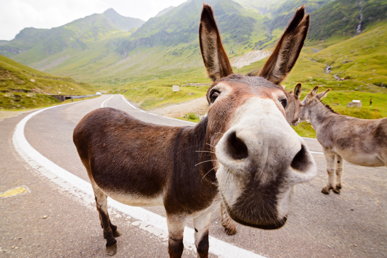 Donkey face close up