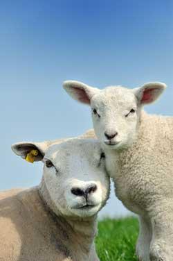Ewe and lamb 250px