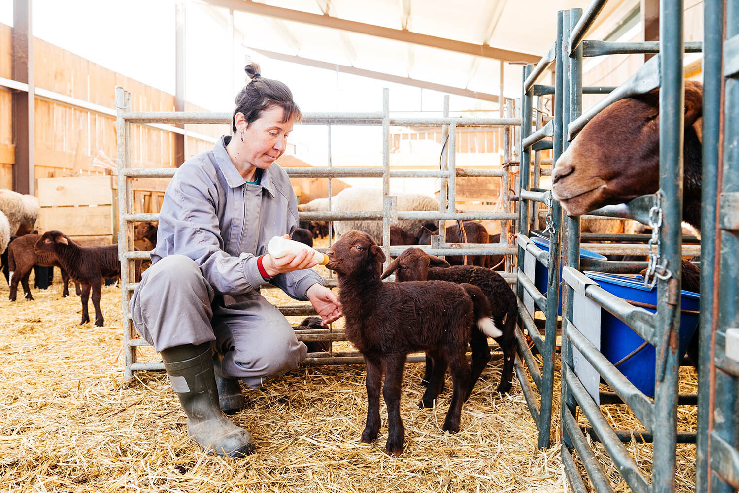 Farmer feeding lamb