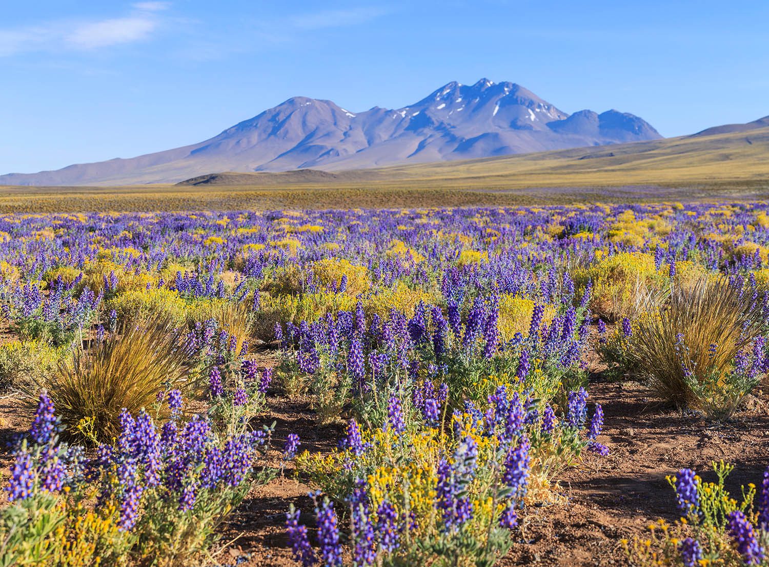 Flowering atacama desert
