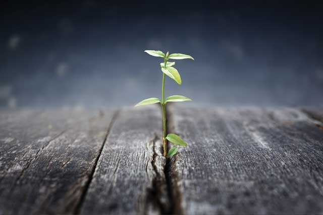 Growing seed