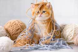 Kitten tangled in wool 250px