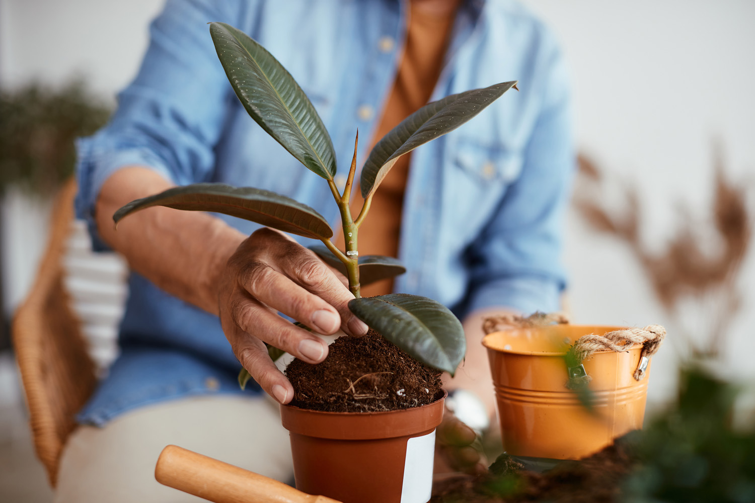 Man repotting houseplant