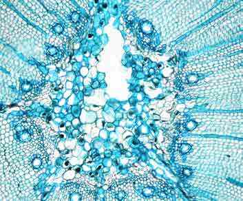 Microscopic cross section of pine wood