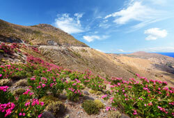 Oleander flowers on mediterranean hillside 250px
