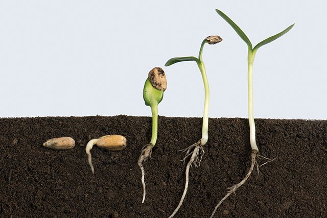 P37growing seed