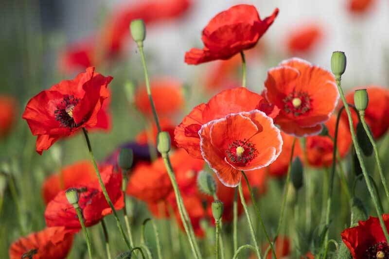 Red poppy 800px