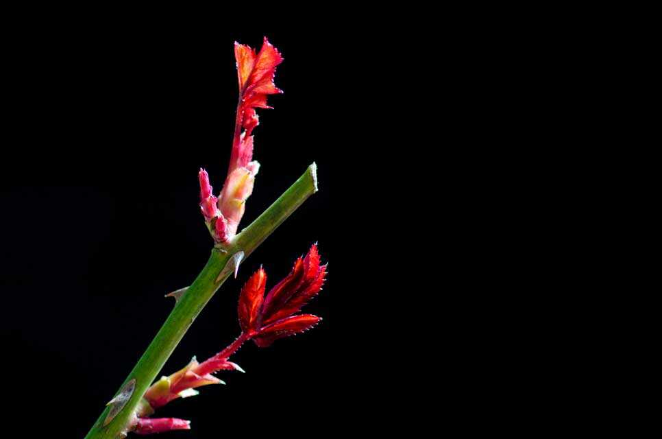 Rose stem with new leaves