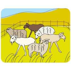 Sheep and goats 20 nov 2011 week