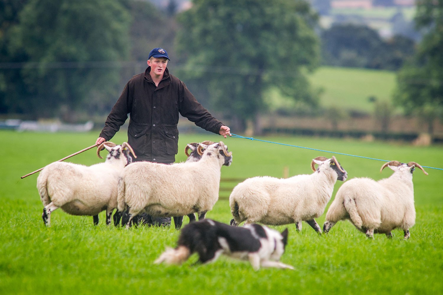 Shepherd herding sheep