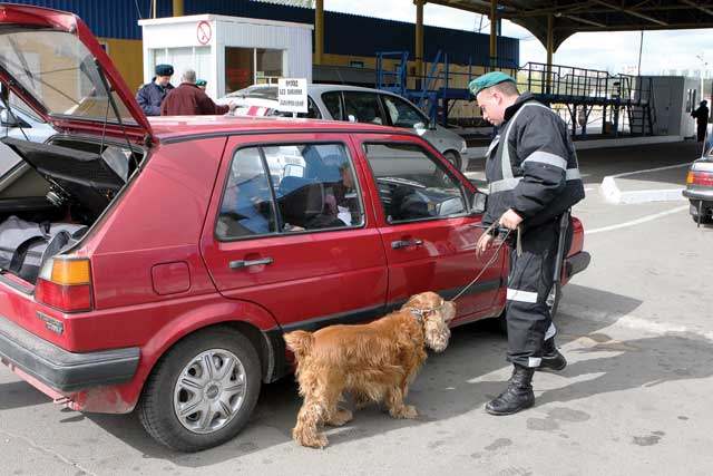 Sniffer dog