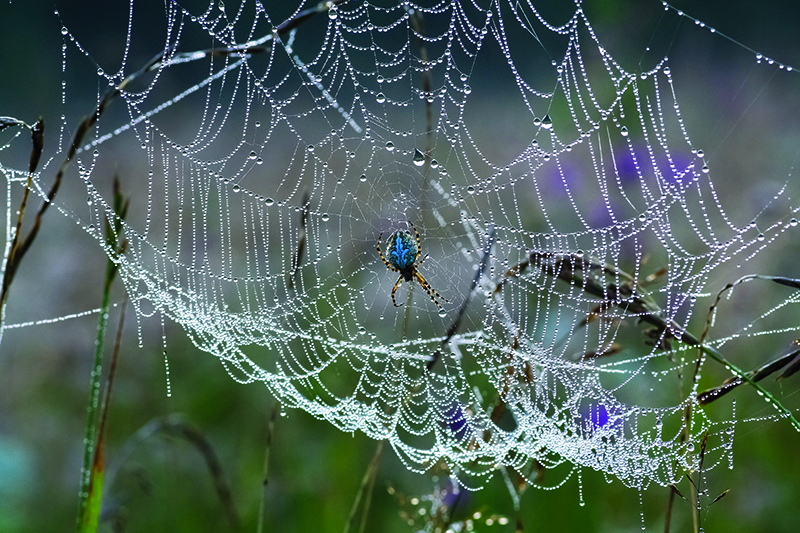 Spider in wet web
