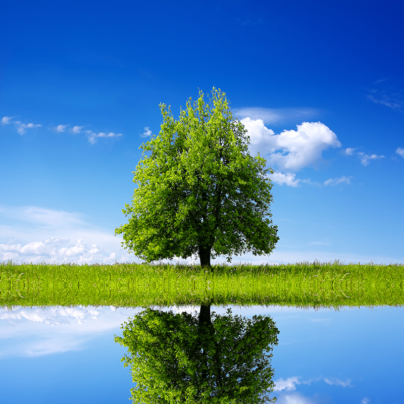 Summer tree reflected in lake
