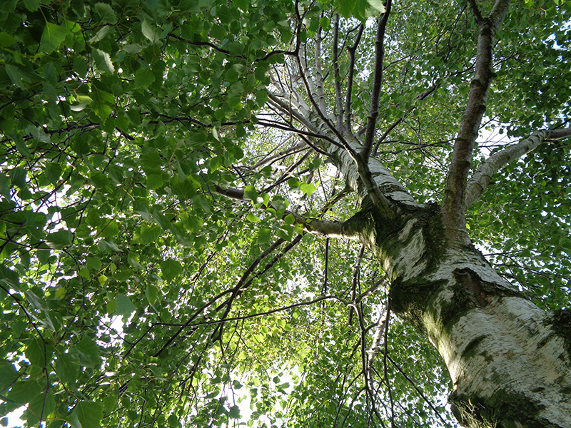 Tree canopy