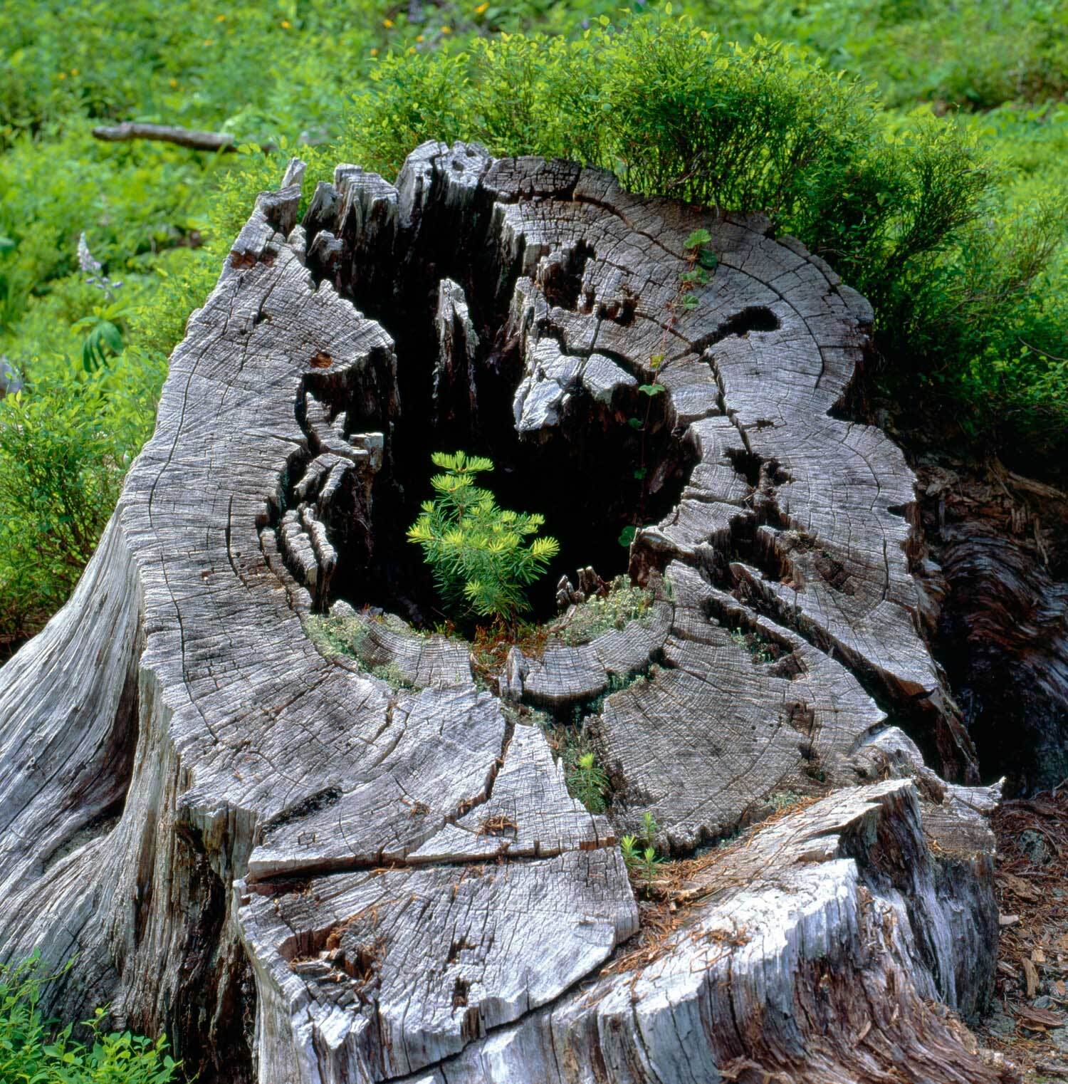 Tree stump with new growth
