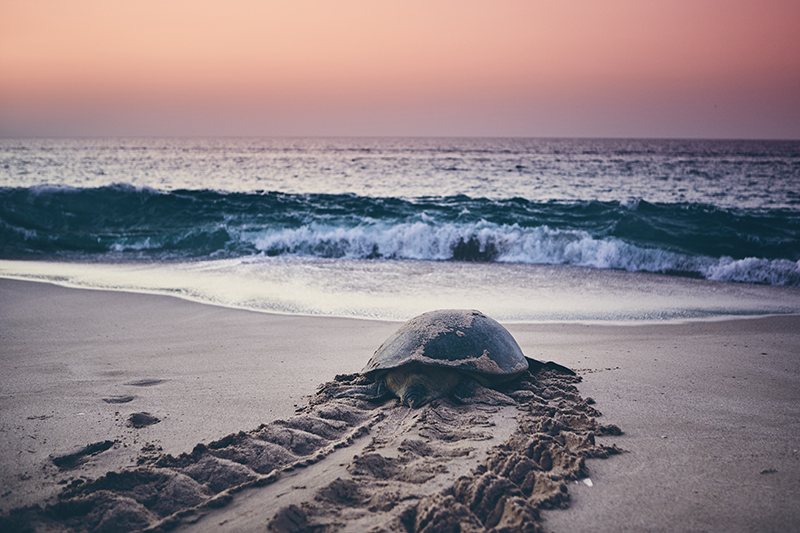 Turtle on beach