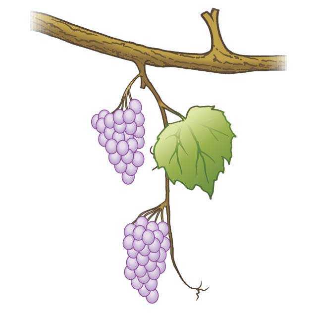 Vine week