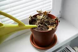 Watering wilted house plant 250px