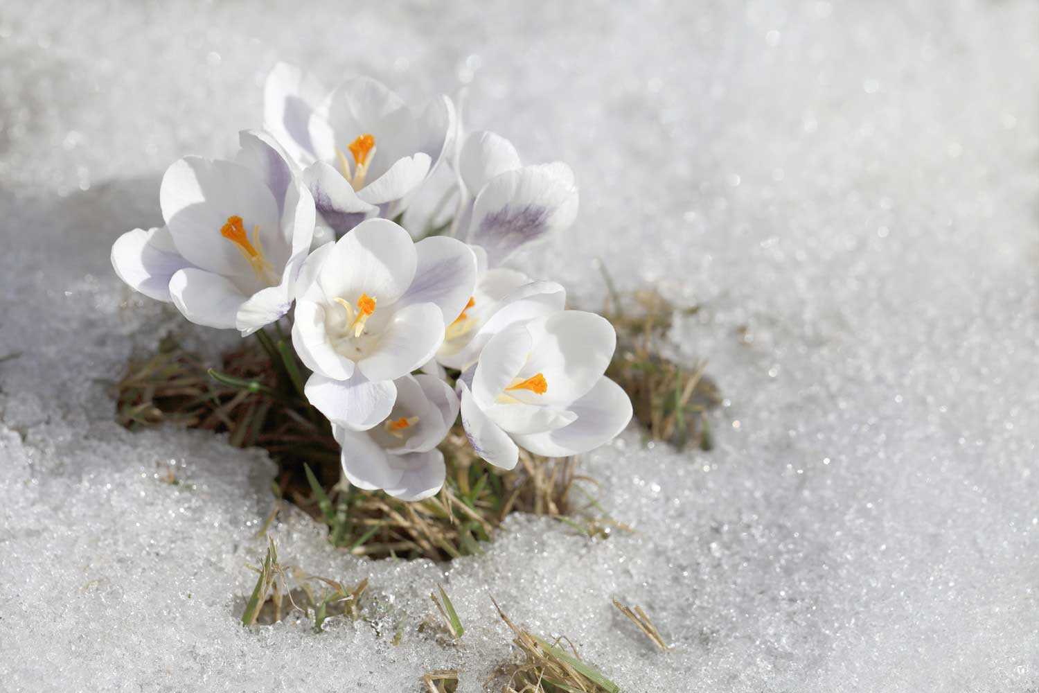 White crocuses in snow 1500px