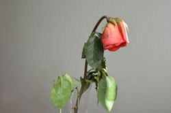 Wilted rose 250px