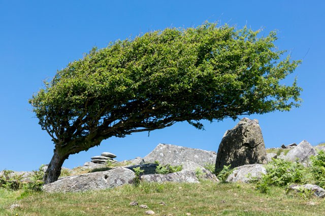 Windblown tree