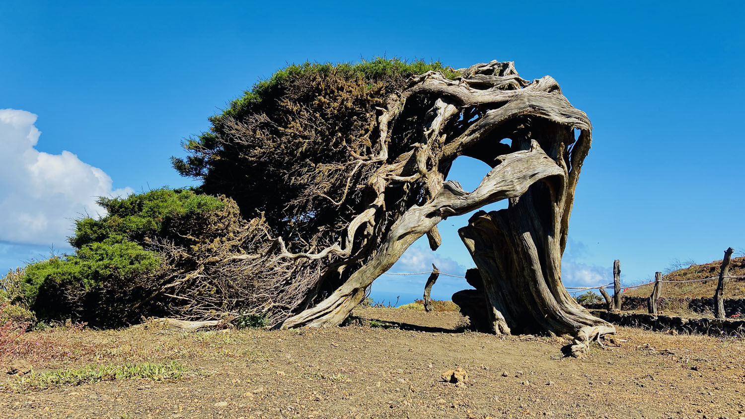 Windswept tree